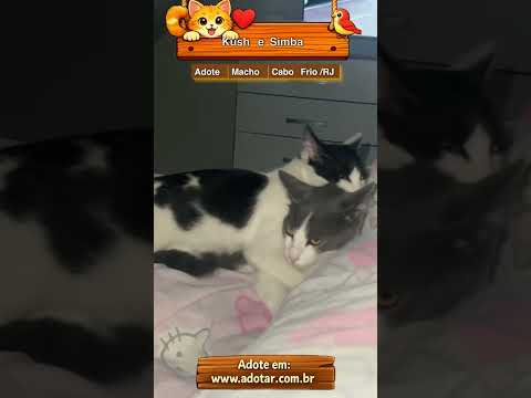 Vídeo de Kush e Simba 