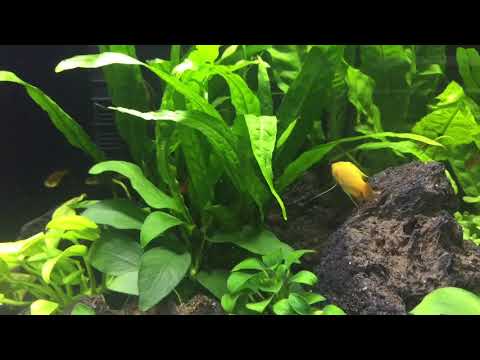 17 gallon Aquarium  Low Tech Setup