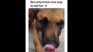 You stink!  #dog #dogfunny #drive #milkshake #duck  #tiger #pond @outinthewildd​