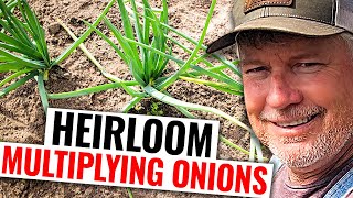 What Are Multiplying Onions And How Do You Plant Them