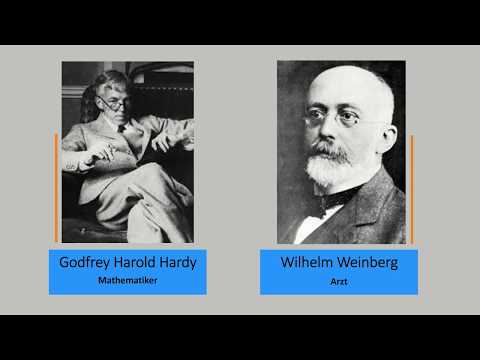 Hardy-Weinberg-Regel | Hardy-Weinberg Gesetz | Ideale Population