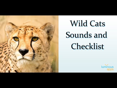 Wild Cats Sounds and Checklist Video