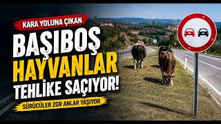  Kara Yoluna Çıkan Başıboş Hayvanlar Tehlike Saçıyor