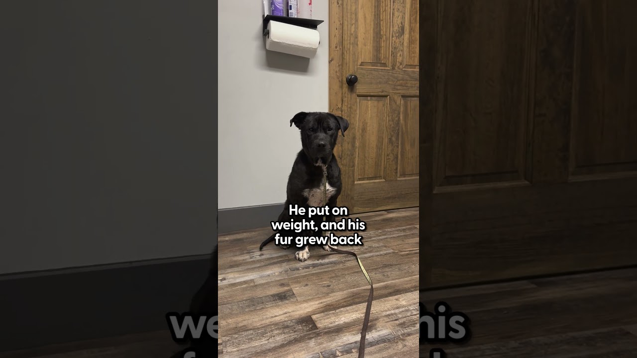 Stray Pittie Wanders To A Stranger's Home Looking For Help | The Dodo
