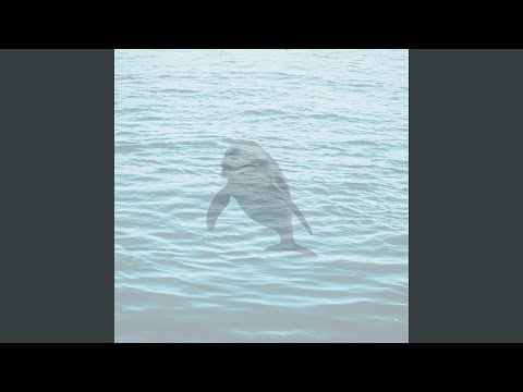 Dolphin Splash It When I Whip It