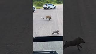 Download lagu Greedy leopard wants 2 baby warthogs 🥺 mp3