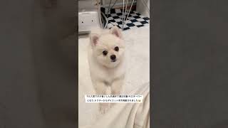 ダイエット司令発動されたイケメンポチャポチャポメラニアン #ポメラニアン #犬 #犬のいる暮らし