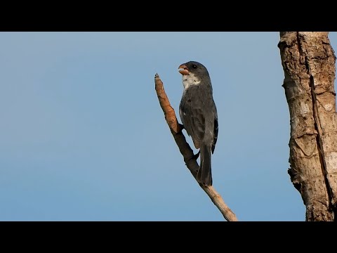 Kňažík bielobruchý (Sporophila leucoptera) — video o speve a chove