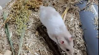 Hamster Clicking Sound