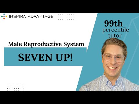 The Male Reproductive System: Seven Up! | MCAT Crash Course