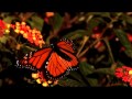 John Trudell & Bad Dog - Looking for an Angel