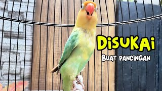 Download lagu Suara Burung Lovebird Ngetik Sambung Ngekek Paling Disukai Untuk Pancingan Lovebird Bahan mp3 Download lagu Suara Burung Lovebird Ngetik Sambung Ngekek Paling Disukai Untuk Pancingan Lovebird Bahan mp3