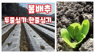 봄배추 심는방법 두줄심기 한줄심기 자연울림 자연특별시괴산 [배추재배방법]