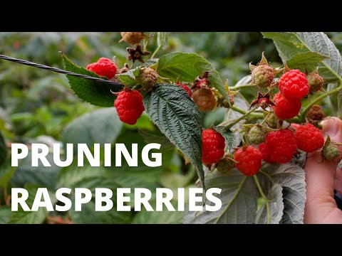 PRUNING EVERBEARING RASPBERRIES | The 2 Methods
