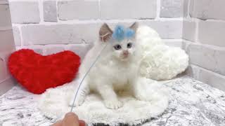 ラグドールの動画01