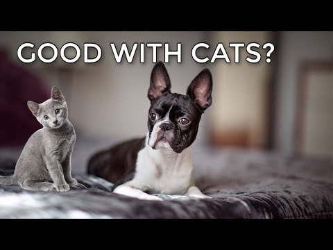 Do Boston Terriers Get Along With Cats? What Owners Say.