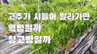고추가 시들면서 말라가면 역병일까 청고병일까? 청고병 구분하는법