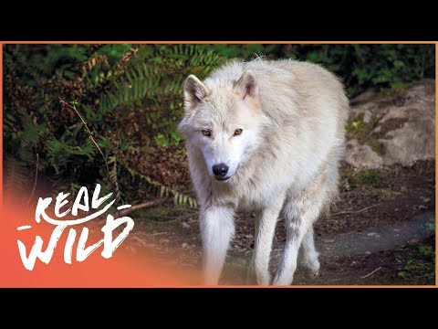 Pack Life At Yellowstone National Park | White Wolf | Real Wild