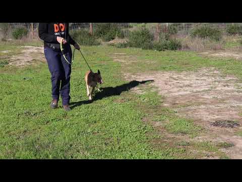 Vídeo de PINO
