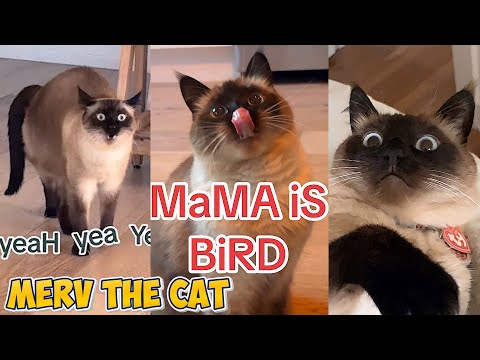 Merv the Cat’s Most Chaotic Moments | Merv the Cat Compilation