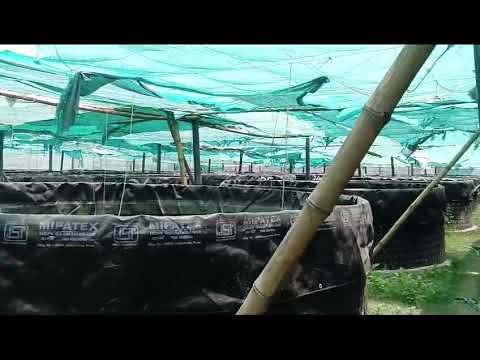 Fish Farming Tank