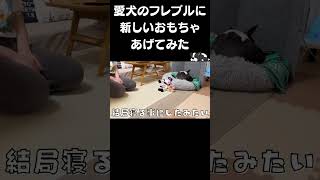 愛犬のフレブルに新しいおもちゃあげてみた