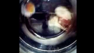 A penguin and giraffe In the washing machine.