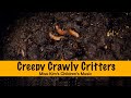 Creepy Crawly Critters Official Music Video
