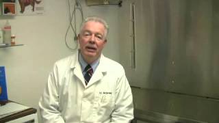 Dog Pad Injury Treatment