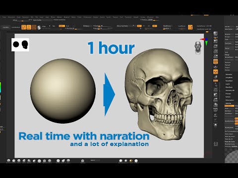 Skull anatomy for artists