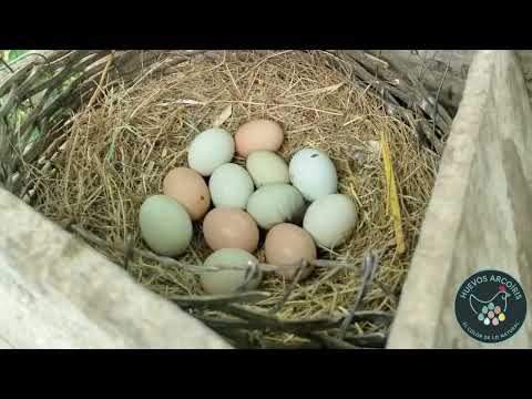 PRESENTACIÓN EMPRENDIMIENTO HUEVOS ARCOÍRIS - IMUES (NARIÑO)