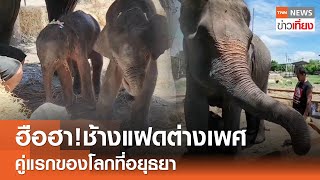 ฮือฮา! ช้างแฝดต่างเพศ คู่แรกของโลกที่อยุธยา | TNN ข่าวเที่ยง | 9-6-67 ฮือฮา! ช้างแฝดต่างเพศ คู่แรกของโลกที่อยุธยา | TNN ข่าวเที่ยง | 9-6-67