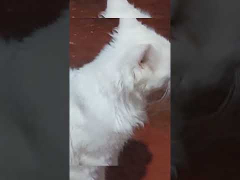 ನಮ್ಮನೆ ಸದಸ್ಯರಾದ ಕಾಳಿ ಮತ್ತು ಸನ್ನಿOur members Kali and Sunny