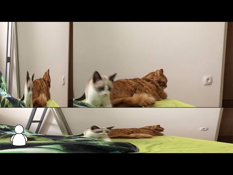 kai virtual, nevem, nomark - cel svet narazen (Official Lyrics)