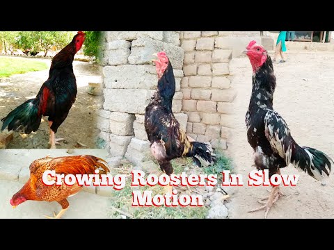 Rooster Crowing Compilation Plus - Sounds Effect (Slow Motion) Aseel Rooster Sound | Top One Pets TV