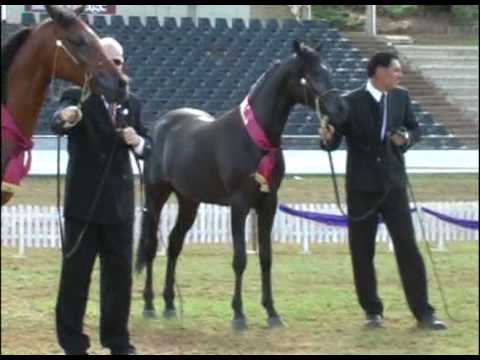 Shados Shetahn as a Yearling