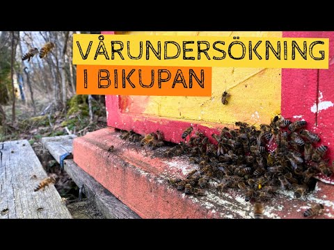 Vårundersökning i bikupan - första kontrollen för året