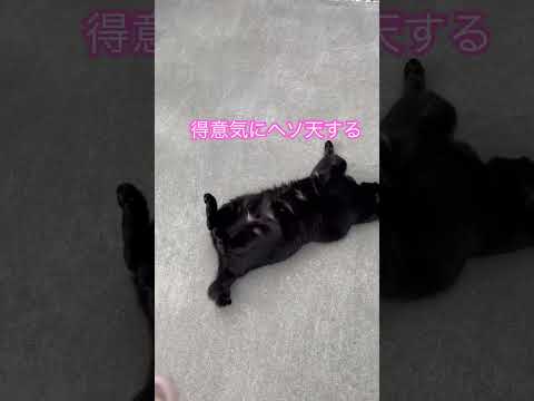 弱い猫、どうしよう?