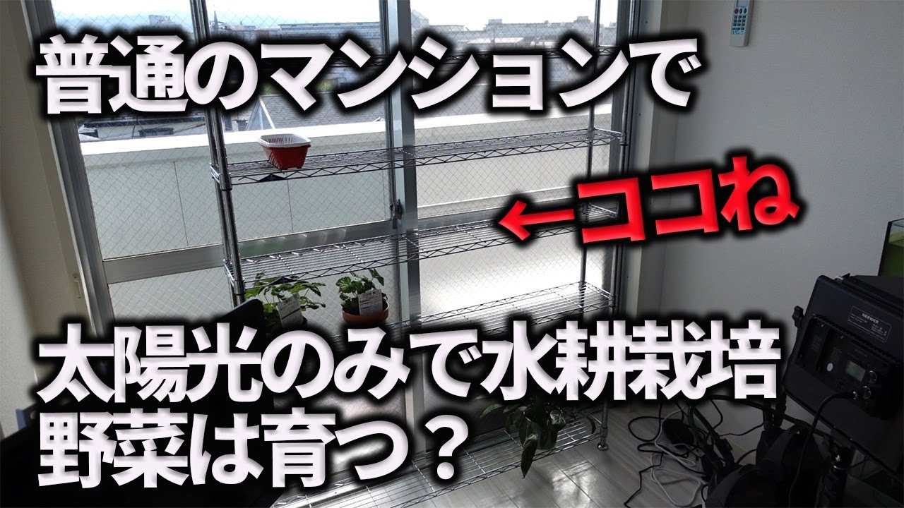【水耕栽培大学】普通のマンションの窓際で水耕栽培で野菜が育つか検証！！