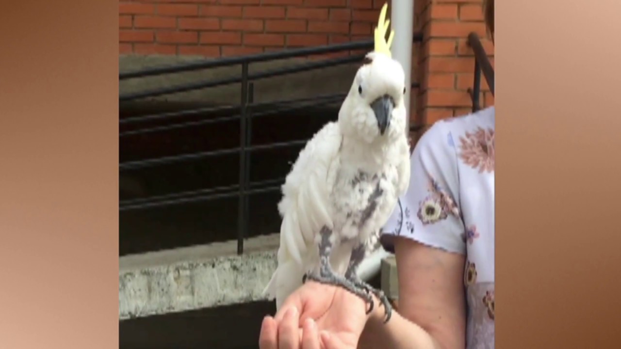 Разговорчивый попугай Кеша