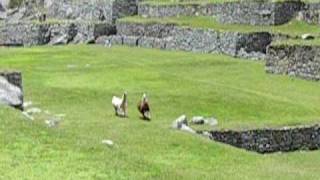 preview picture of video 'Dave's Travel Vignettes - Llamas at Machu Pichu'