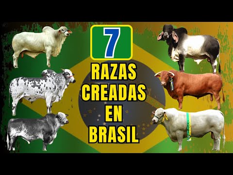 , title : '7 razas de ganado de fama mundial que fueron creadas en Brasil'