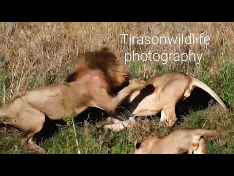 Black Rock Male Lions Vs Molibany Males | Full Confrontation | Lion Warfare | 3 November 2024