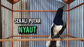 Download lagu SUARA BURUNG kacer gacor NGEPLONG tarung ini paling ampuh buat PANCINGAN KACER agar EMOSI mp3