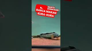 Download lagu CHANNA BARCA MAKAN KURA-KURA mp3