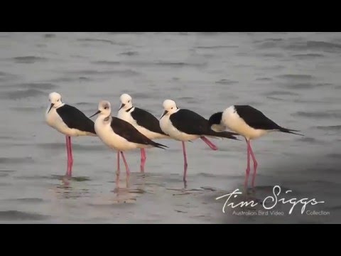 Šiatik červenonohý (Himantopus himantopus) — Black-winged Stilt HD videoklip