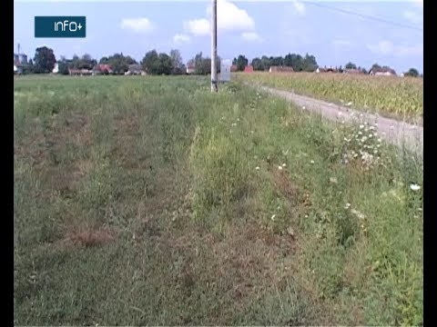 Neophodno uništavanje ambrozije