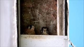 Baby Kestrels waiting on food.