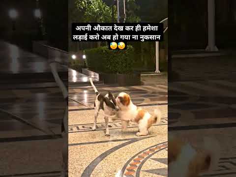 Dog Fight #dog #fighting #fight #animals #shorts