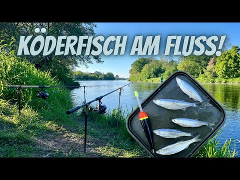 Angeln mit Köderfisch am Fluss!